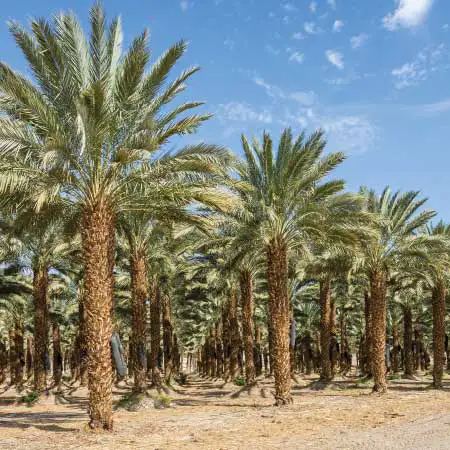 الزراعة والثروة الحيوانية